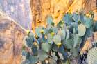 USA, Texas, Big Bend National Park. Santa Elena Canyon and blooming prickly pear cactus. Art Print